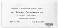 Fabraea cerastiorum image